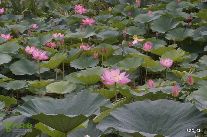 新区_花儿朵朵DSC01880