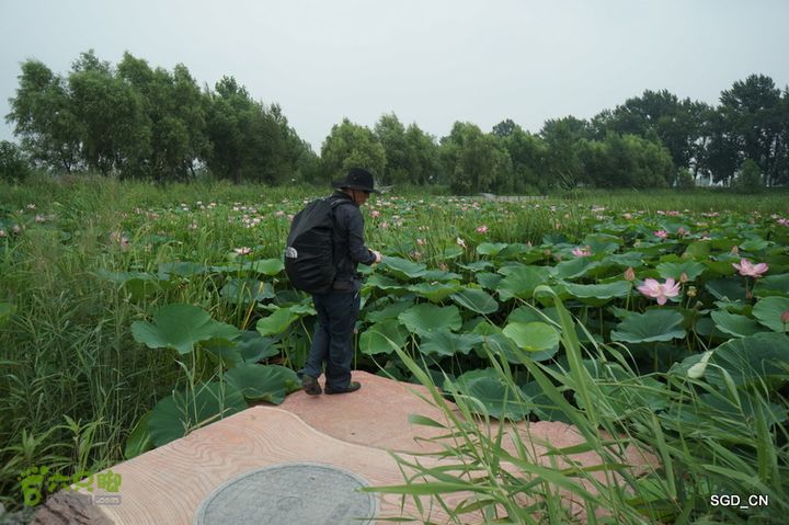 新区_花儿朵朵DSC01889