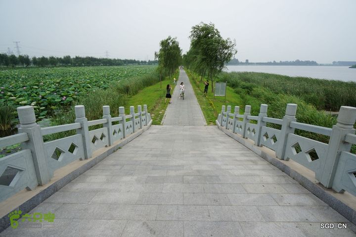 新区_花儿朵朵DSC01914