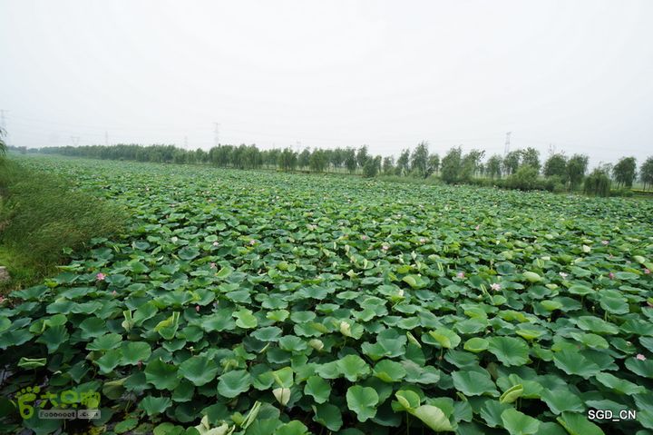 新区_花儿朵朵DSC01933