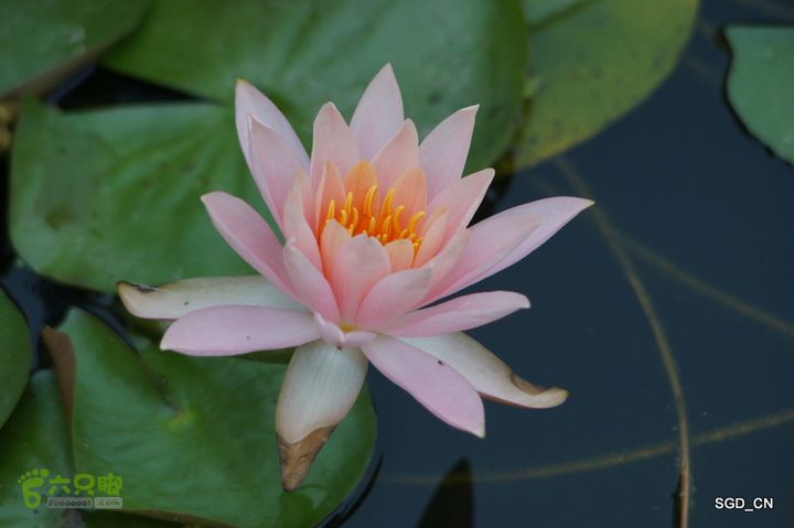 新区_花儿朵朵DSC01955