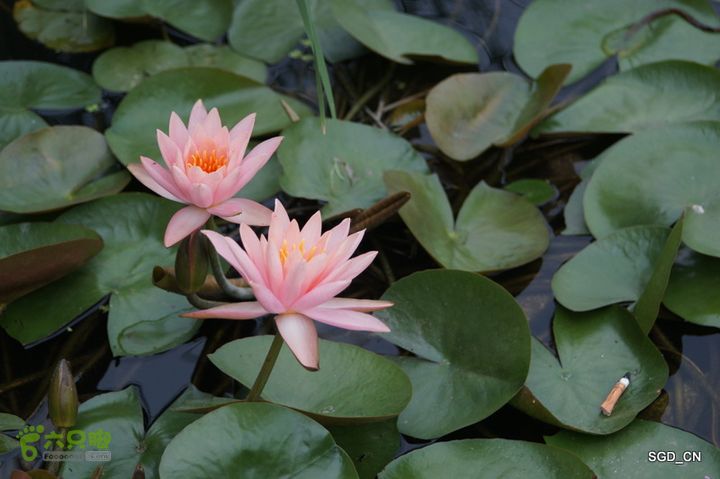 新区_花儿朵朵DSC01962