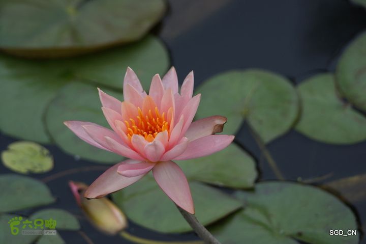 新区_花儿朵朵DSC01970
