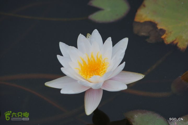 新区_花儿朵朵DSC01975