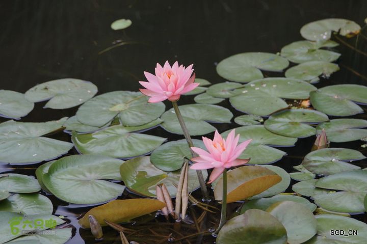 新区_花儿朵朵DSC01976