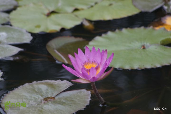 新区_花儿朵朵DSC01993