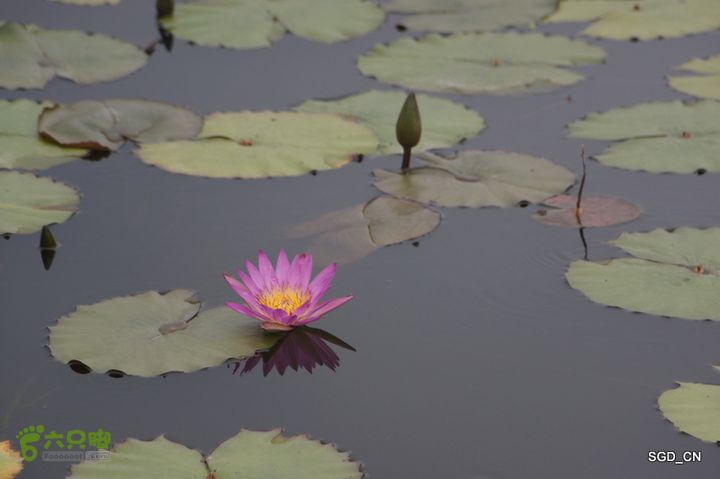 新区_花儿朵朵DSC02001