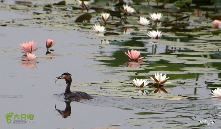 新区_花儿朵朵DSC02009