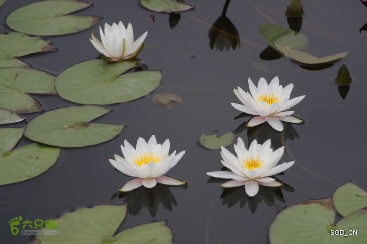 新区_花儿朵朵DSC02012