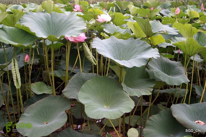 新区_花儿朵朵DSC02018