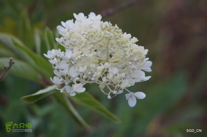 新区_花儿朵朵DSC02024