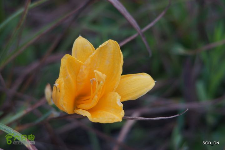 新区_花儿朵朵DSC02026
