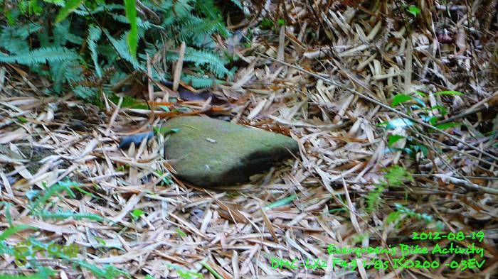 2012 08 19 烏蛟騰、荔枝窩、烏蛟騰逃兵團P1480712