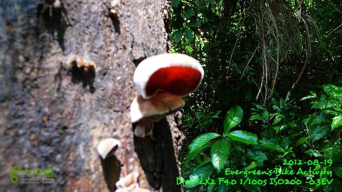 2012 08 19 烏蛟騰、荔枝窩、烏蛟騰逃兵團P1480733