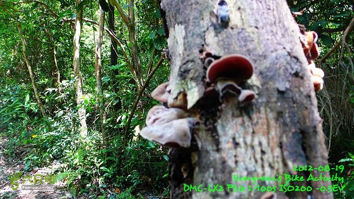 2012 08 19 烏蛟騰、荔枝窩、烏蛟騰逃兵團P1480734
