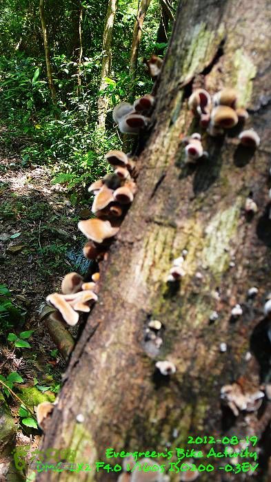 2012 08 19 烏蛟騰、荔枝窩、烏蛟騰逃兵團P1480735