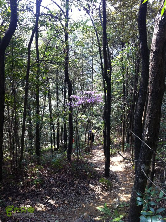 20120324_徒步_通天蜡烛IMG_0232