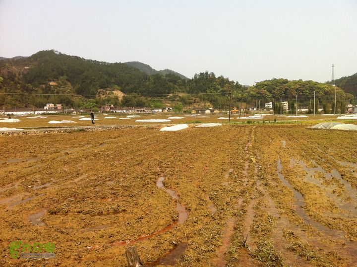 20120324_徒步_通天蜡烛IMG_0244