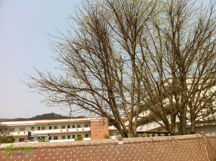 20120324_徒步_通天蜡烛IMG_0248