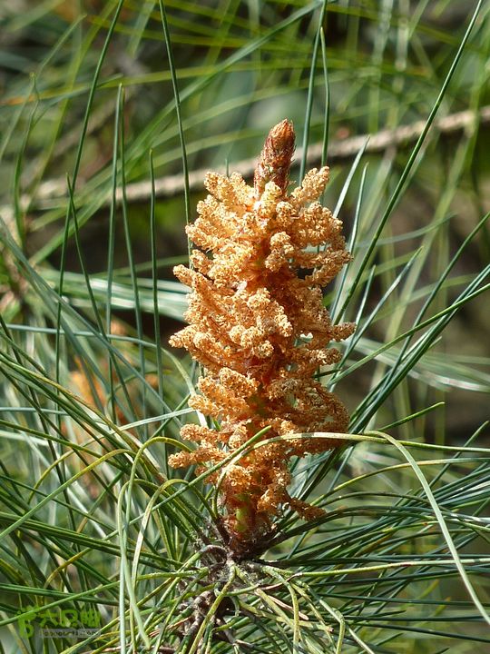 20120324_徒步_通天蜡烛P1050309