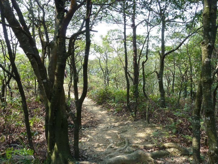 20120324_徒步_通天蜡烛P1050312