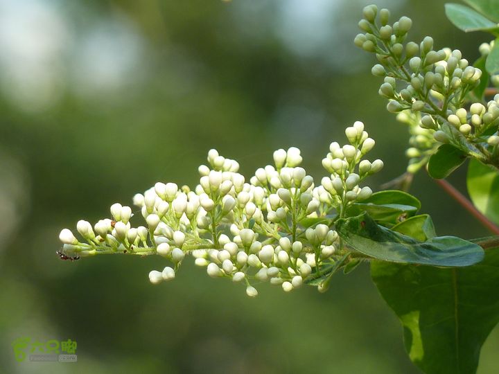 20120324_徒步_通天蜡烛P1050432