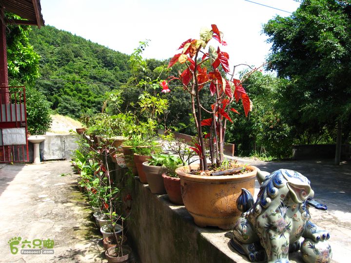 赤星村-昇山寺-叶洋-岭头-(龙潭)-森林公园南门弥勒佛殿走廊的花草