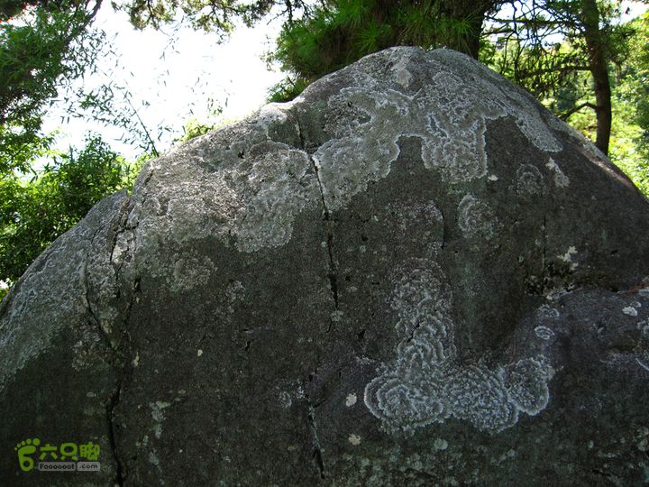 赤星村-昇山寺-叶洋-岭头-(龙潭)-森林公园南门任公台上的地衣