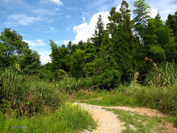 赤星村-昇山寺-叶洋-岭头-(龙潭)-森林公园南门右侧机耕道，有岔道