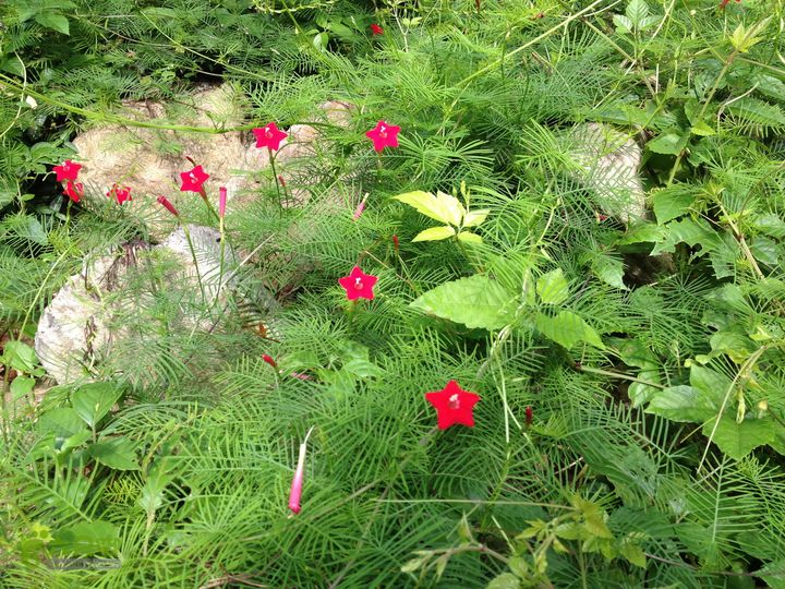 大嵩岭古道徒步20120902004 羽叶茑萝，旋花科茑萝属，俗称五角星花，原产墨西哥