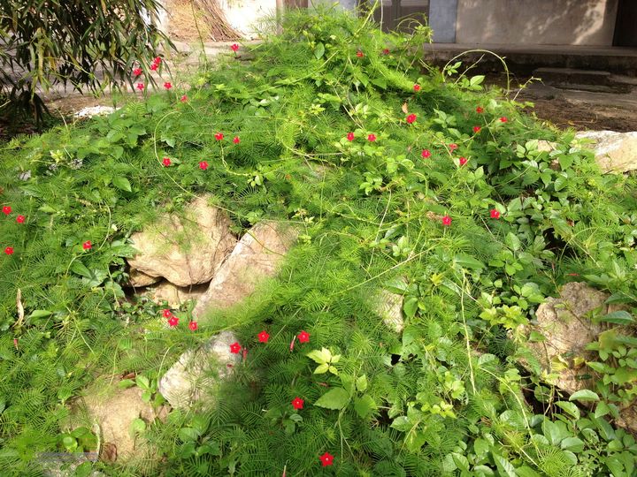 大嵩岭古道徒步20120902005 羽叶茑萝，旋花科茑萝属，俗称五角星花，原产墨西哥