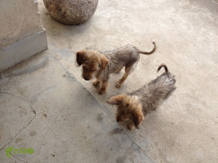 大嵩岭古道徒步20120902021 林场双雄