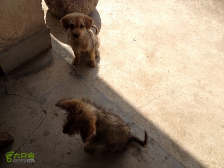 大嵩岭古道徒步20120902022 林场双雄