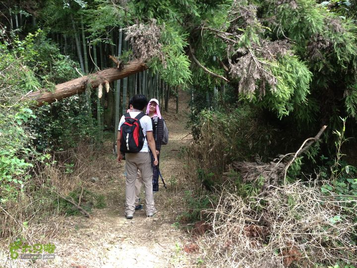 大嵩岭古道徒步20120902023 林场后的竹林