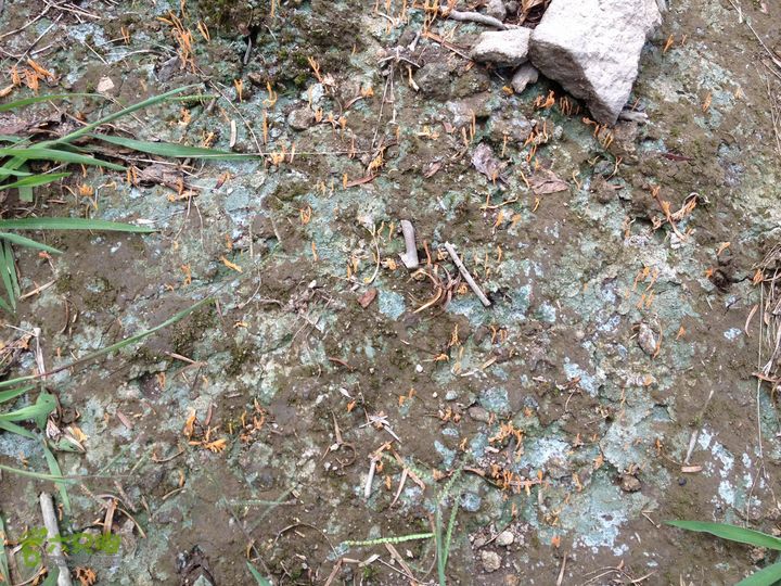 大嵩岭古道徒步20120902033 珊瑚菌的一种