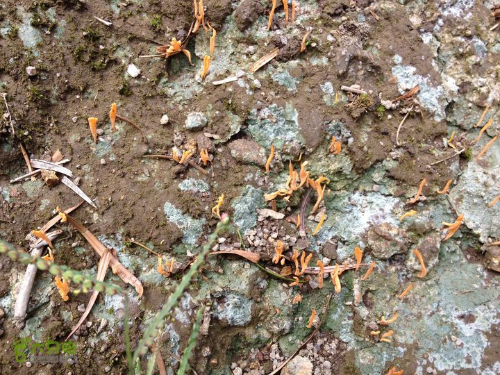 大嵩岭古道徒步20120902034 珊瑚菌的一种