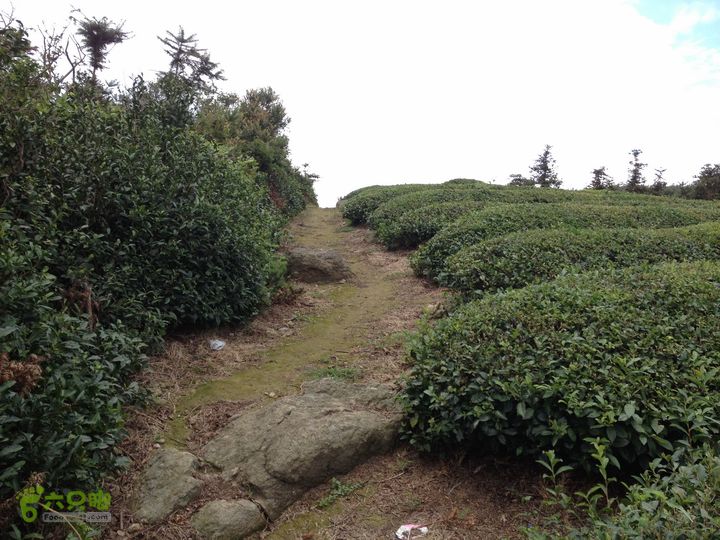 大嵩岭古道徒步20120902036 福泉山茶园