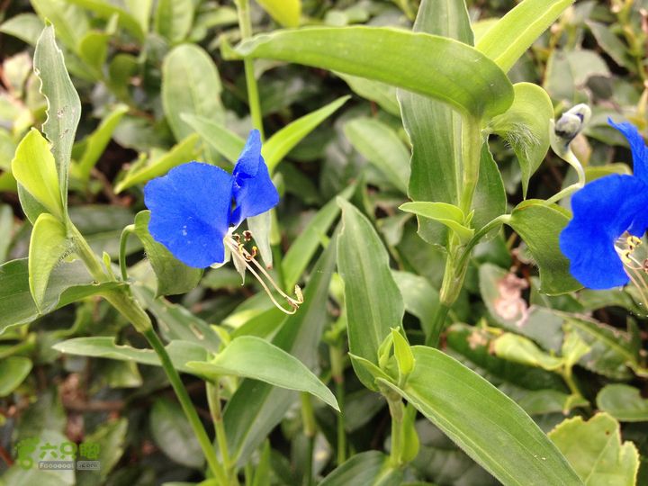 大嵩岭古道徒步20120902037 鸭跖zhí草，鸭跖草科鸭跖草属