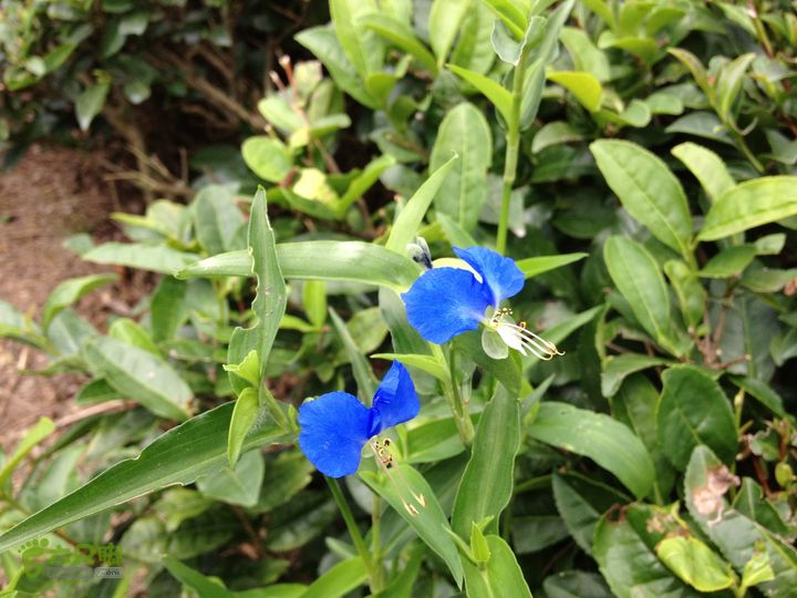 大嵩岭古道徒步20120902038 鸭跖zhí草，鸭跖草科鸭跖草属