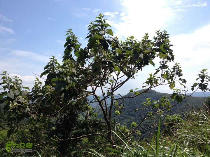 大嵩岭古道徒步20120902045 泡桐，玄参科泡桐属