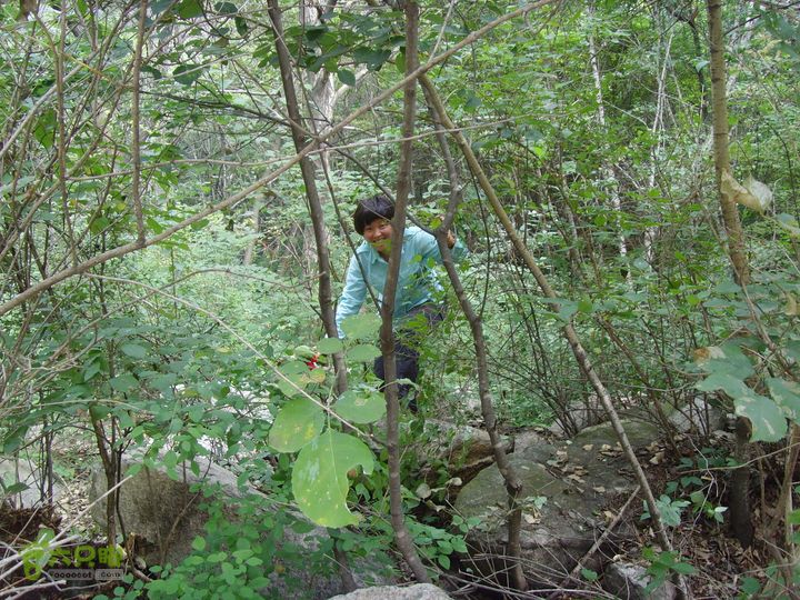 豪宅一天仙瀑一景区门口SNV34489