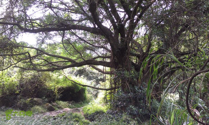 踏秋寻古之鼓岭休闲行（鼓岭古道、鳝溪古道）IMAG0972