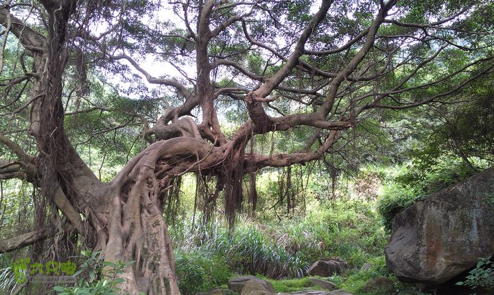 踏秋寻古之鼓岭休闲行（鼓岭古道、鳝溪古道）IMAG0985