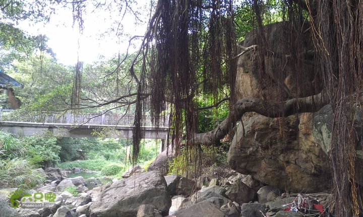 踏秋寻古之鼓岭休闲行（鼓岭古道、鳝溪古道）IMAG1032