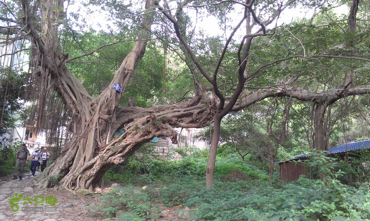 踏秋寻古之鼓岭休闲行（鼓岭古道、鳝溪古道）IMAG1046