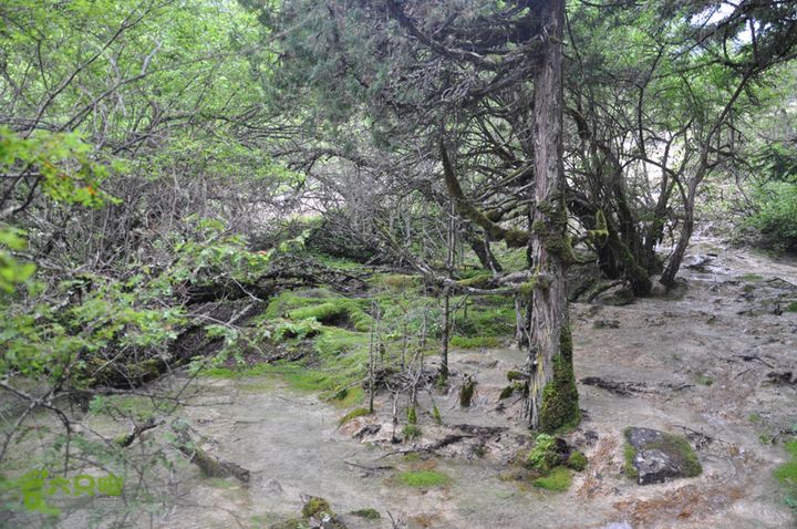 2012-8-22四川黄龙沟DSC_0699