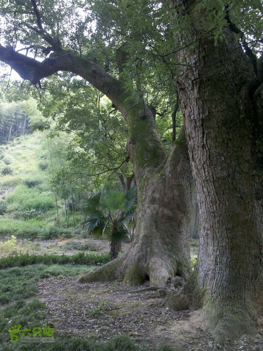 金沙-夹岙岭-方家河头-西兆岗-三界亭-桃花岭-横溪村五百年鸳鸯樟树