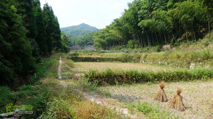 麻芝川_石垟_龙娘山_东山山上的稻谷收割的早