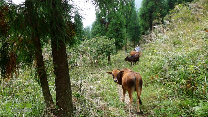 麻芝川_石垟_龙娘山_东山放养的黄牛挡住去路