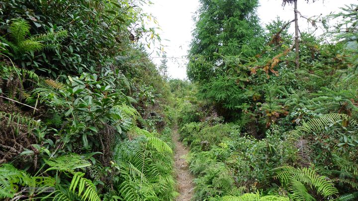 麻芝川_石垟_龙娘山_东山这里走错路了，还好及时回头。